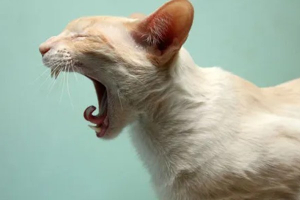 猫感冒打喷嚏如何用药，普通感冒使用普诺舒即可缓解