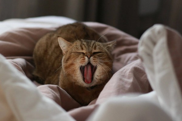 猫感冒打喷嚏如何用药，普通感冒使用普诺舒即可缓解