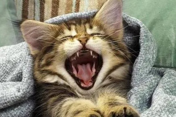 猫感冒打喷嚏如何用药，普通感冒使用普诺舒即可缓解