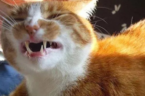 猫感冒打喷嚏如何用药，普通感冒使用普诺舒即可缓解