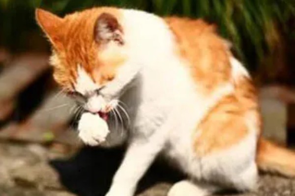 猫感冒打喷嚏如何用药，普通感冒使用普诺舒即可缓解