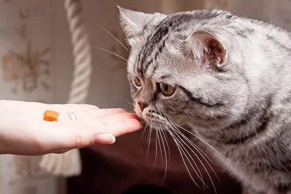 猫感冒打喷嚏如何用药，普通感冒使用普诺舒即可缓解