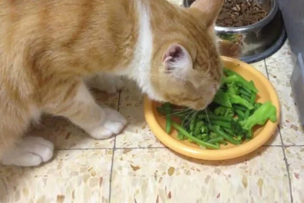 猫感冒打喷嚏如何用药，普通感冒使用普诺舒即可缓解