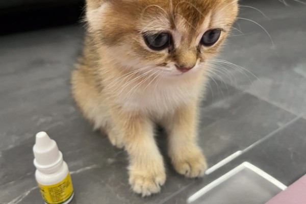 猫感冒打喷嚏如何用药，普通感冒使用普诺舒即可缓解