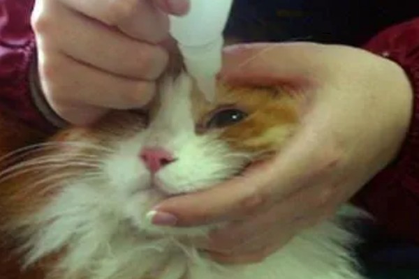 猫感冒打喷嚏如何用药，普通感冒使用普诺舒即可缓解