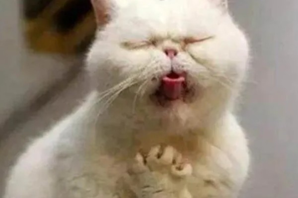 猫感冒打喷嚏如何用药，普通感冒使用普诺舒即可缓解