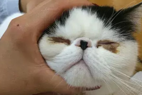 猫感冒打喷嚏如何用药，普通感冒使用普诺舒即可缓解