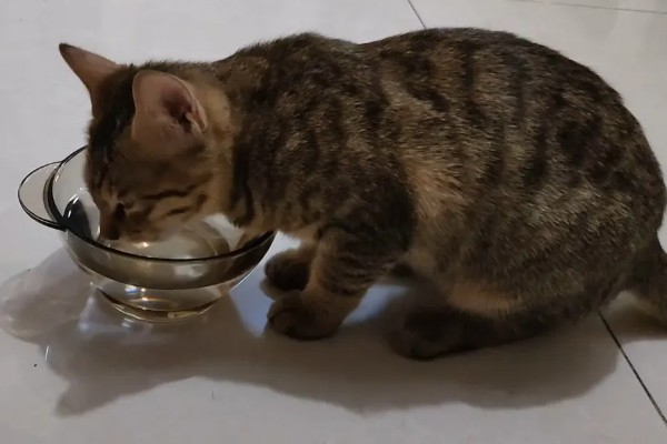 猫感冒打喷嚏如何用药，普通感冒使用普诺舒即可缓解