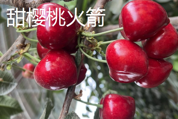 早熟水果品种，有甜樱桃火箭、晨香葡萄等
