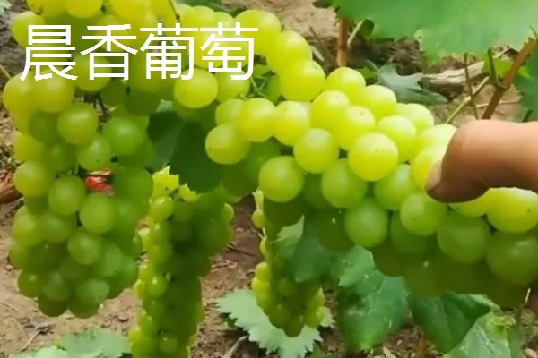 早熟水果品种，有甜樱桃火箭、晨香葡萄等