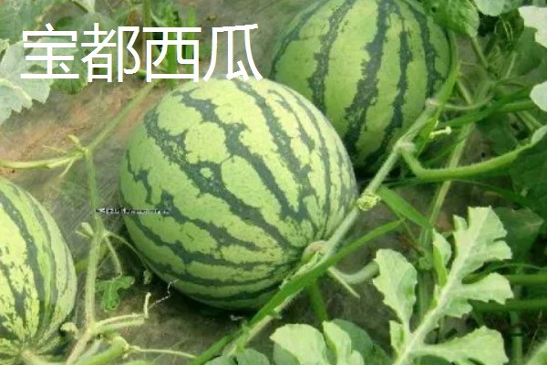 早熟水果品种，有甜樱桃火箭、晨香葡萄等