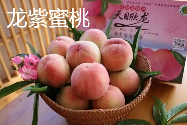 早熟水果品种，有甜樱桃火箭、晨香葡萄等