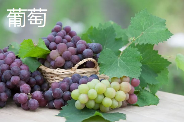 早熟水果品种，有甜樱桃火箭、晨香葡萄等