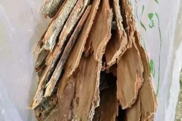 松树皮发酵养兰花的方法，先密封发酵再浸泡并用上层清液喷施土壤