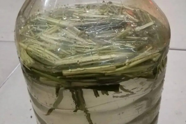 松树皮发酵养兰花的方法，先密封发酵再浸泡并用上层清液喷施土壤