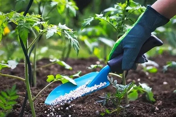 生物磷钾肥属于什么肥料，生物磷钾肥融合了磷、钾元素以及生物活性成分