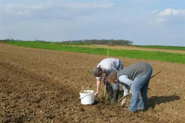 生物磷钾肥属于什么肥料，生物磷钾肥融合了磷、钾元素以及生物活性成分