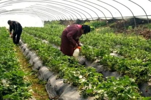 怎么防治草莓炭疽病，将病残体清除可减少菌源
