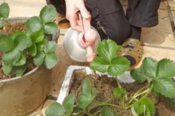 怎么防治草莓炭疽病，将病残体清除可减少菌源
