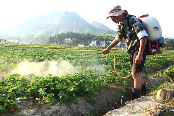 怎么防治草莓炭疽病，将病残体清除可减少菌源