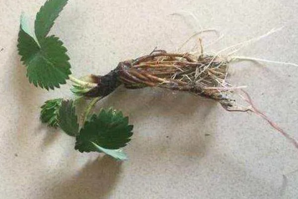 怎么防治草莓炭疽病，将病残体清除可减少菌源