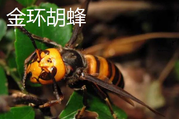 世界上最毒的蜂排名，有金环胡蜂、黑绒胡蜂等