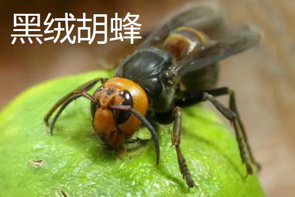 世界上最毒的蜂排名，有金环胡蜂、黑绒胡蜂等