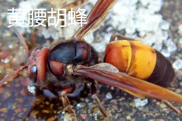 世界上最毒的蜂排名，有金环胡蜂、黑绒胡蜂等