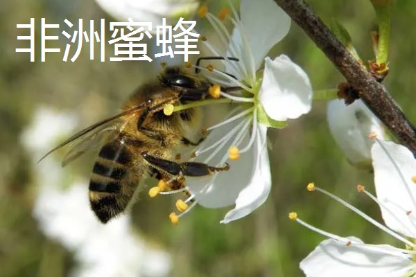 世界上最毒的蜂排名，有金环胡蜂、黑绒胡蜂等