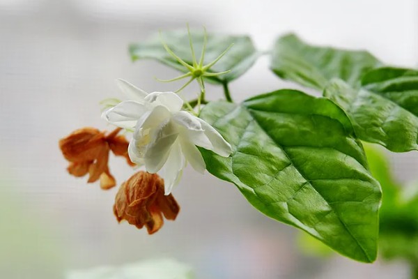 为什么茉莉掉花，它喜欢微酸性的壤土