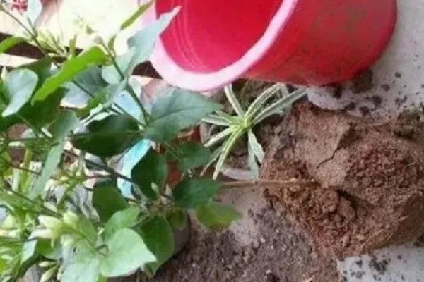 为什么茉莉掉花，它喜欢微酸性的壤土