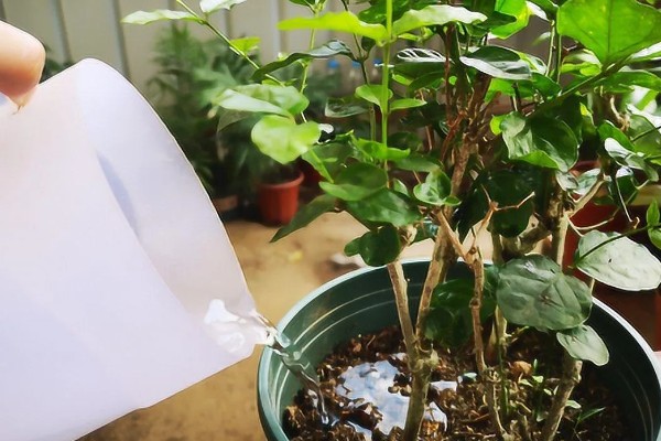 为什么茉莉掉花，它喜欢微酸性的壤土