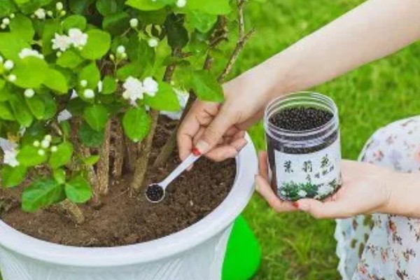 为什么茉莉掉花，它喜欢微酸性的壤土