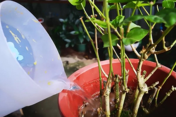 为什么茉莉掉花，它喜欢微酸性的壤土