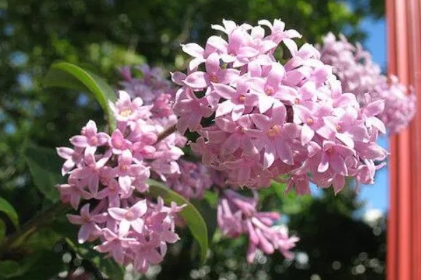 红丁香的花语，寓意初恋、忧愁等