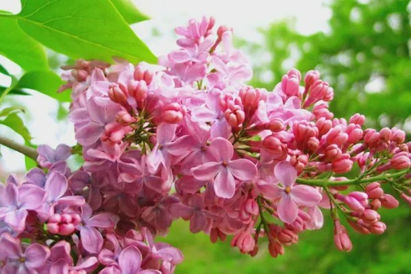 红丁香的花语，寓意初恋、忧愁等