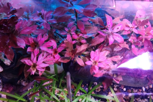 红丁香的花语，寓意初恋、忧愁等