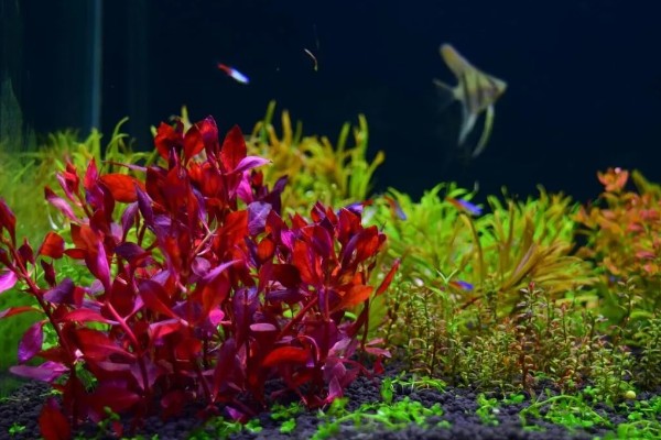 红丁香的花语，寓意初恋、忧愁等