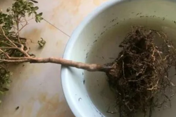 夏天杜鹃花怎么家养，切记不可暴晒