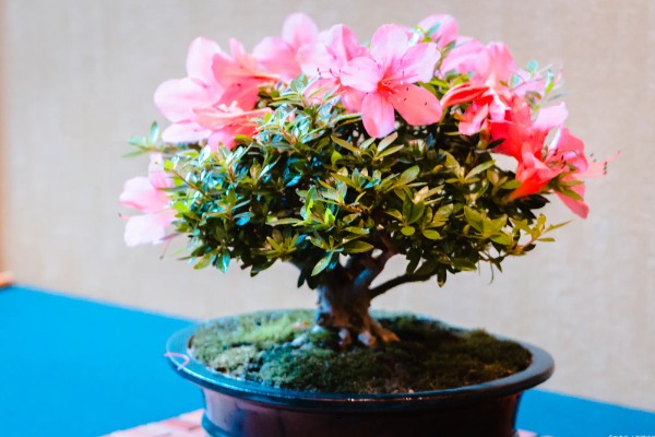 夏天杜鹃花怎么家养，切记不可暴晒