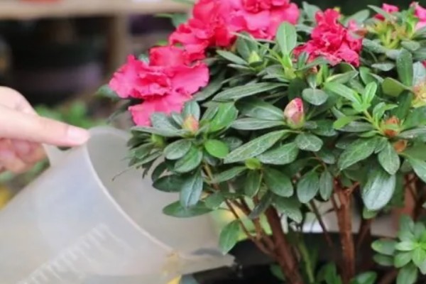 夏天杜鹃花怎么家养，切记不可暴晒