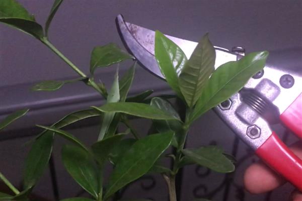 栀子花的剪枝时间，建议在5到7月份修剪枝叶