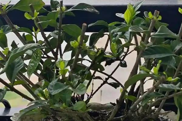 栀子花的剪枝时间，建议在5到7月份修剪枝叶