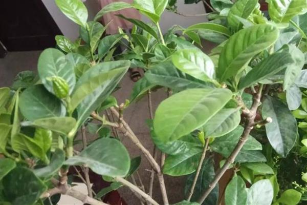 栀子花的剪枝时间，建议在5到7月份修剪枝叶