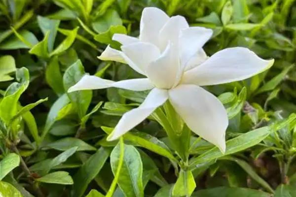 栀子花的剪枝时间，建议在5到7月份修剪枝叶