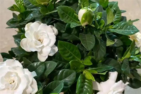 栀子花的剪枝时间，建议在5到7月份修剪枝叶
