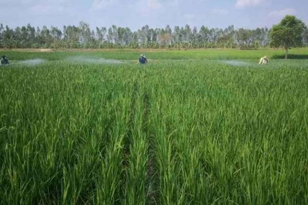 水稻孕穗期能打二甲灭草松吗，通常不可以
