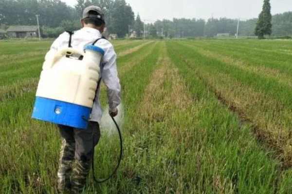 水稻孕穗期能打二甲灭草松吗，通常不可以