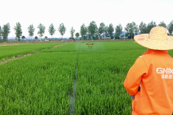 水稻孕穗期能打二甲灭草松吗，通常不可以