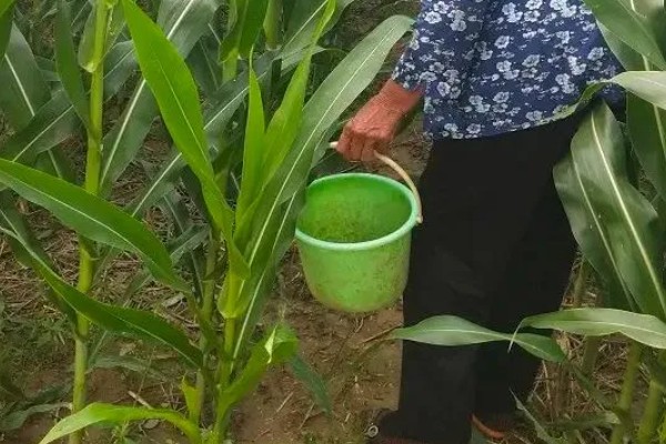 水稻孕穗期能打二甲灭草松吗，通常不可以